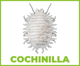 Insecticida cochinilla algodonosa
